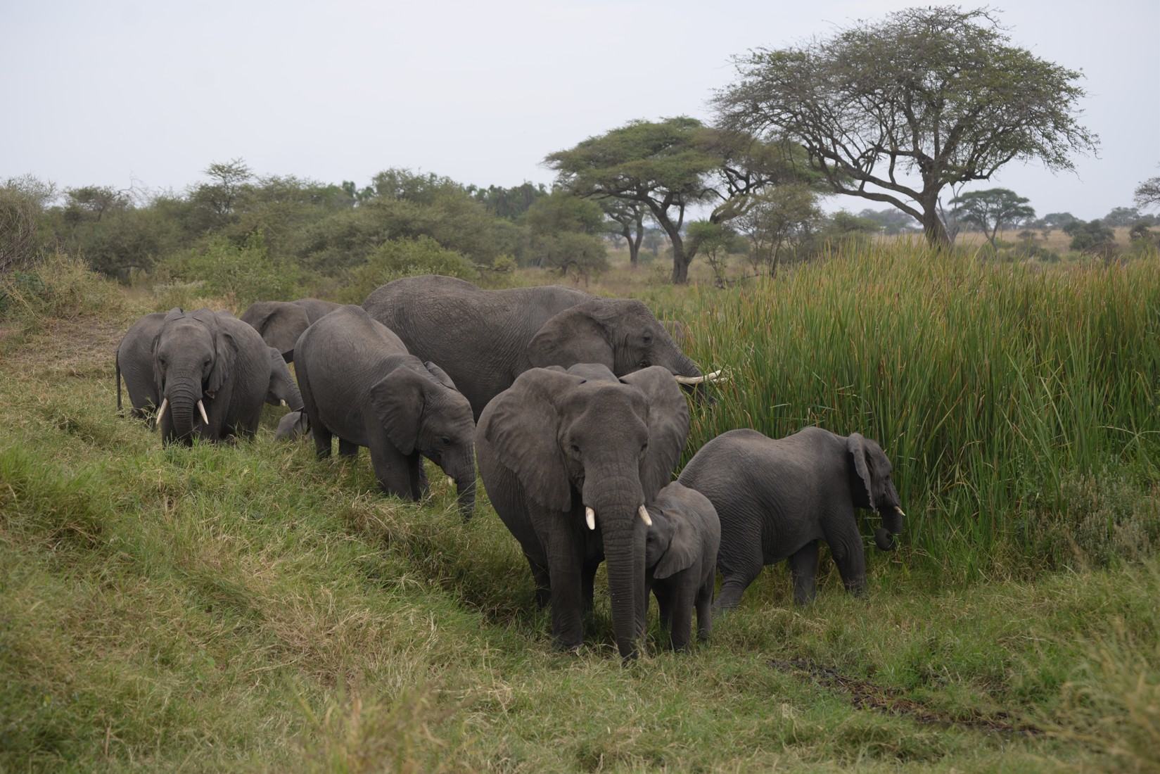 Tarangire Elephants 1