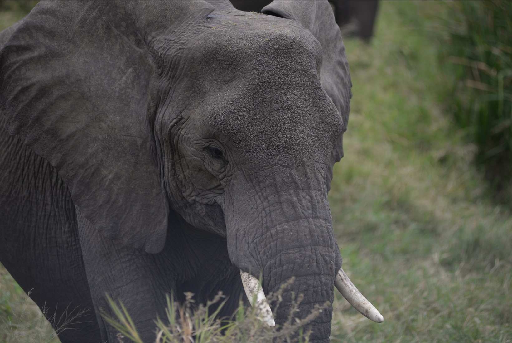 Tarangire Elephants 6