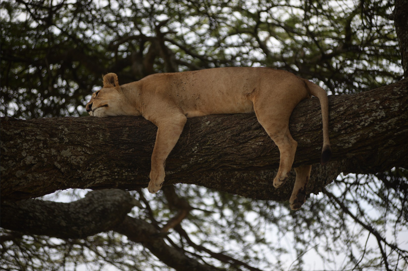 Tree lion Manyara 2