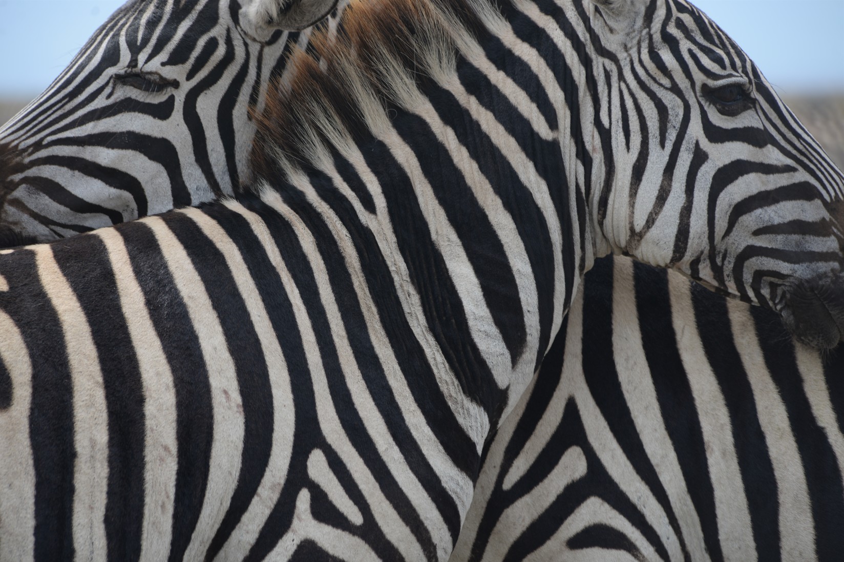 Zebra ata Ngorongoro 2