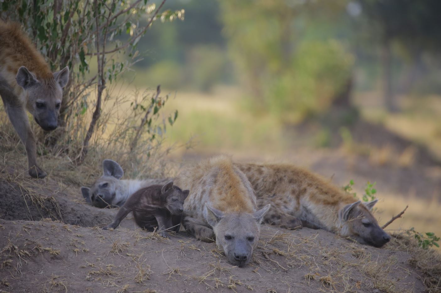 Luxury Tanzania safari