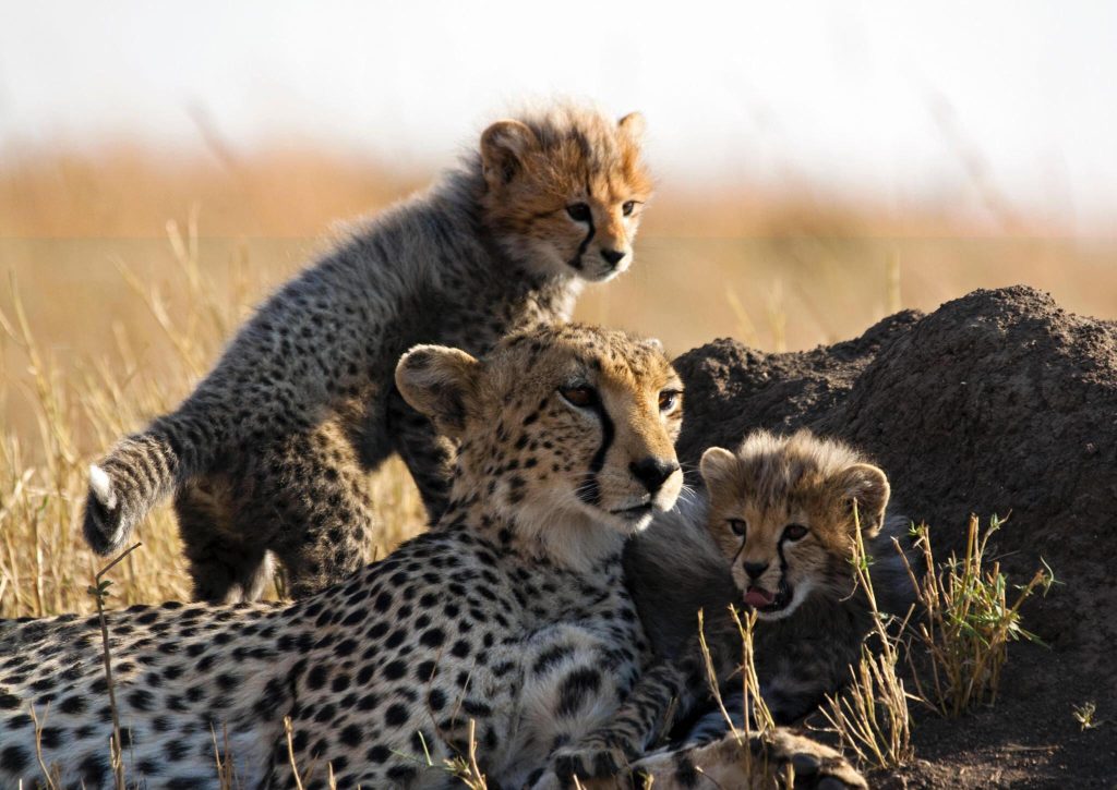 The Big five Luxury Safaris