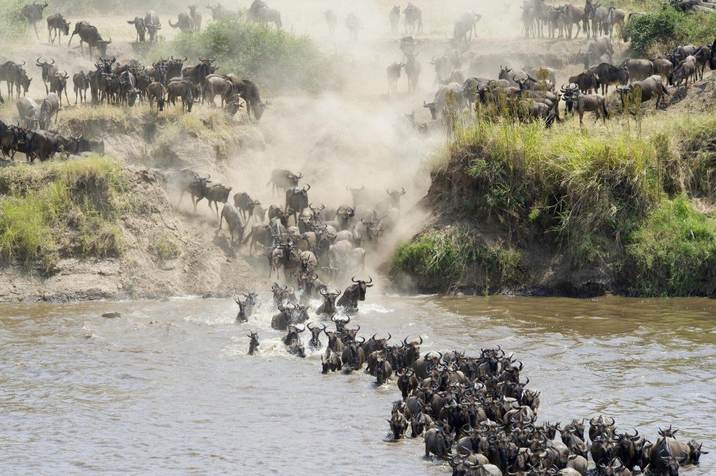 The Great Migration Safaris